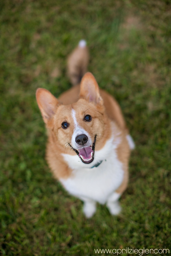 blogcorgismile