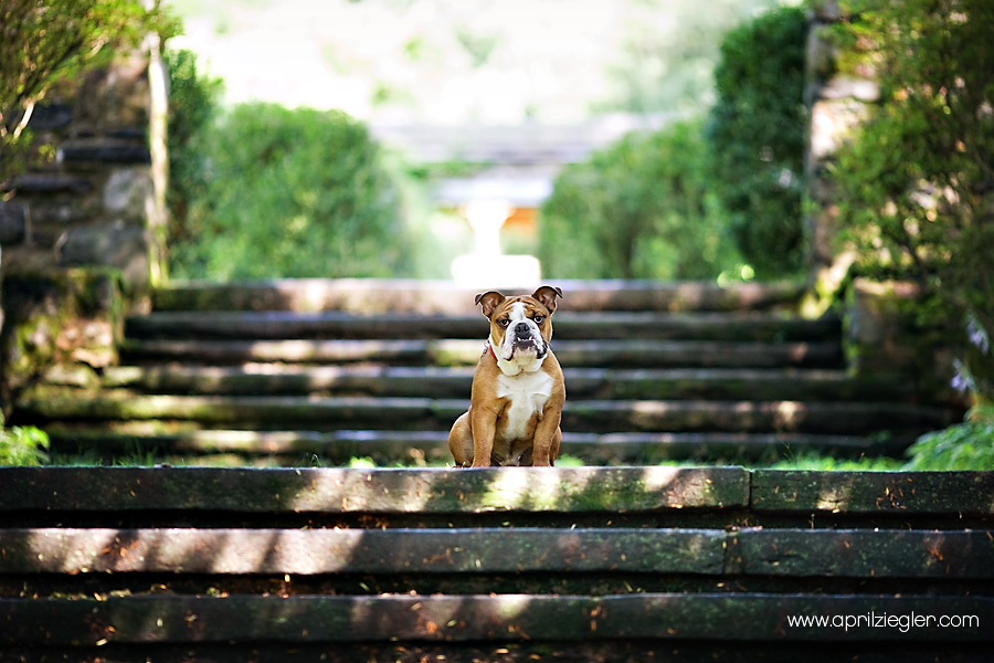 philadelphia dog photographer