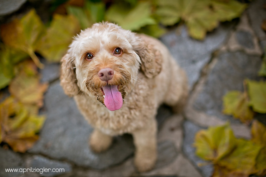 philadelphia pet photograper