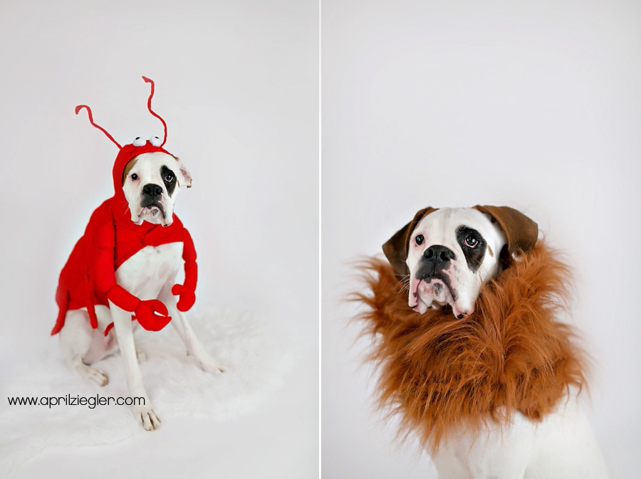 dog-in-costume-02