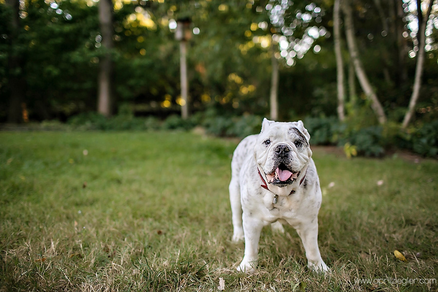 new-jersey-pet-photography-0001
