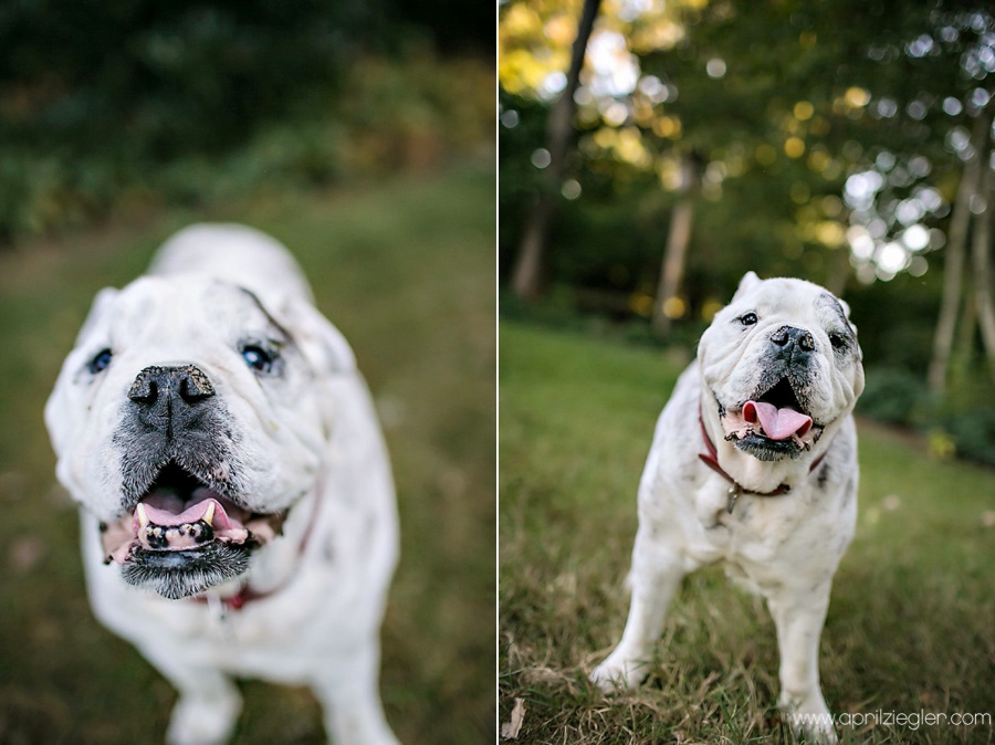 new-jersey-pet-photography-0002