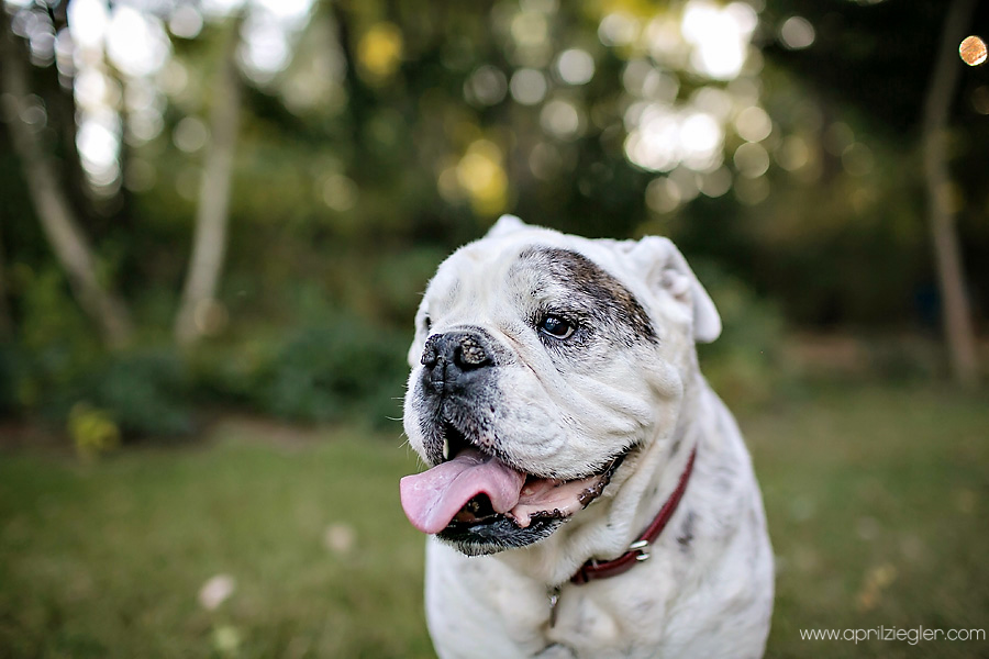 new-jersey-pet-photography-0003