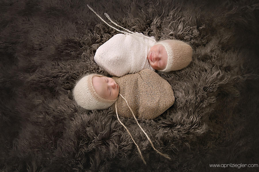 philadelphia newborn twin photographer