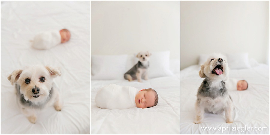 newborn photos with dogs